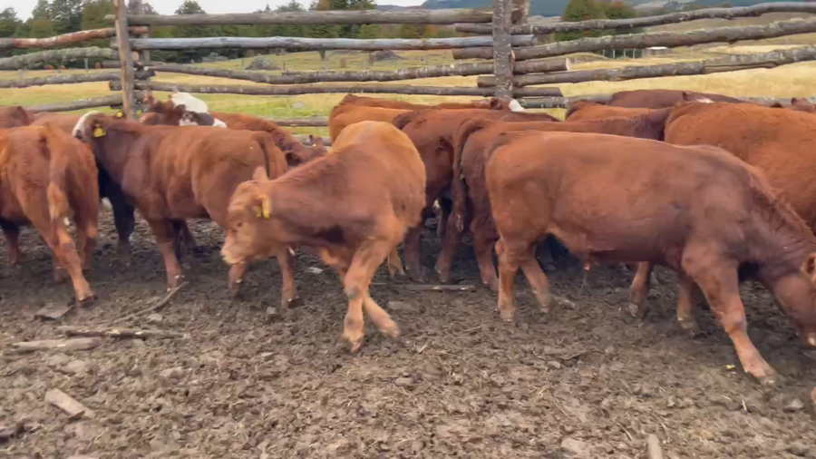 Lote 30 Ternero en Coyhaique, XI Región Aysén