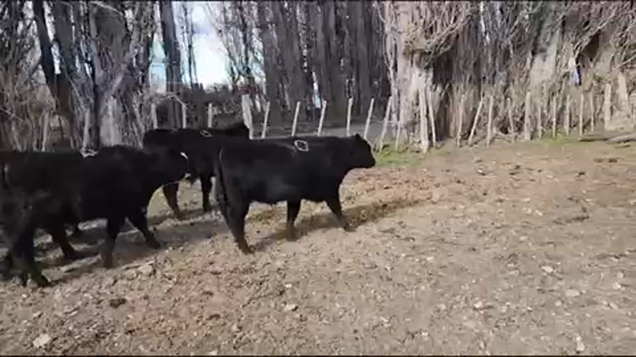 Lote 34 Ternero en XI Región Aysén, Río Ibáñez