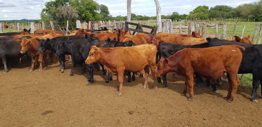 Lote 70 Terneros en Sauce, Corrientes