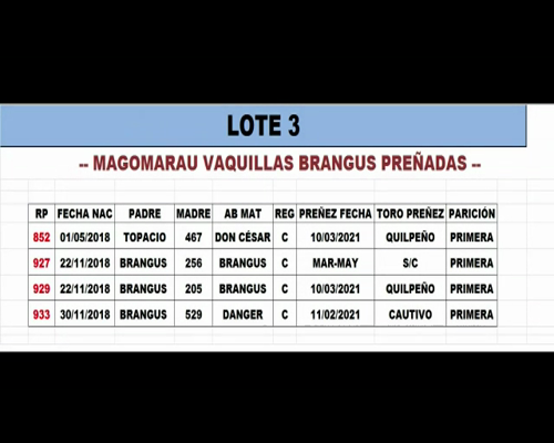 Lote Vaquillas Preñadas