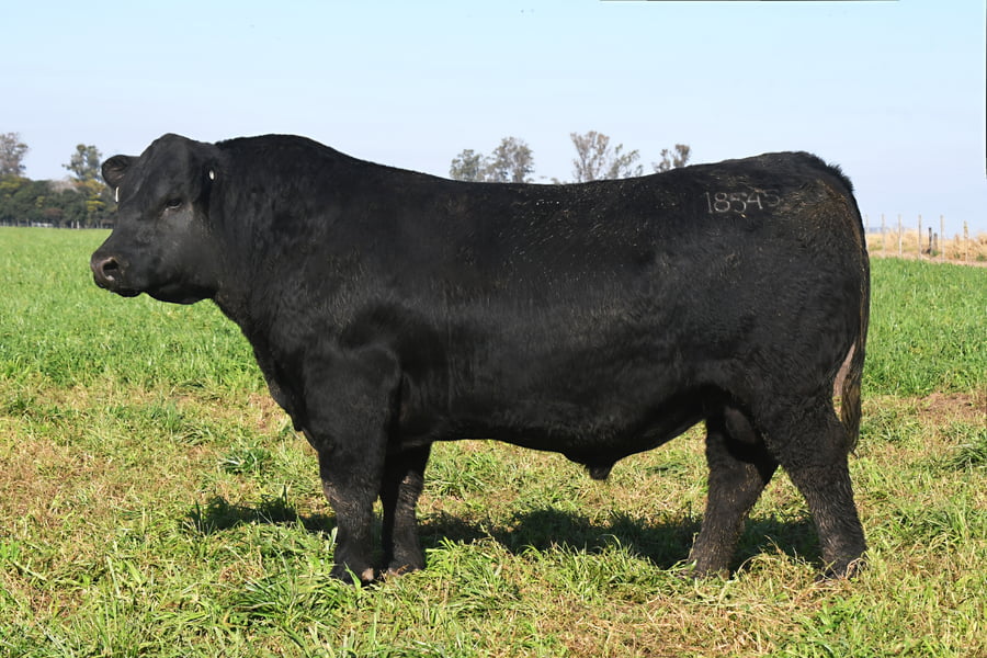 Lote RP 18545 - TOROS PP ELITE