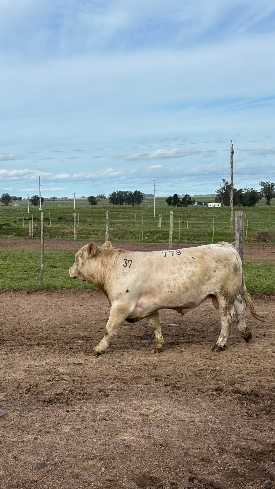 Lote La Margarita RP 778