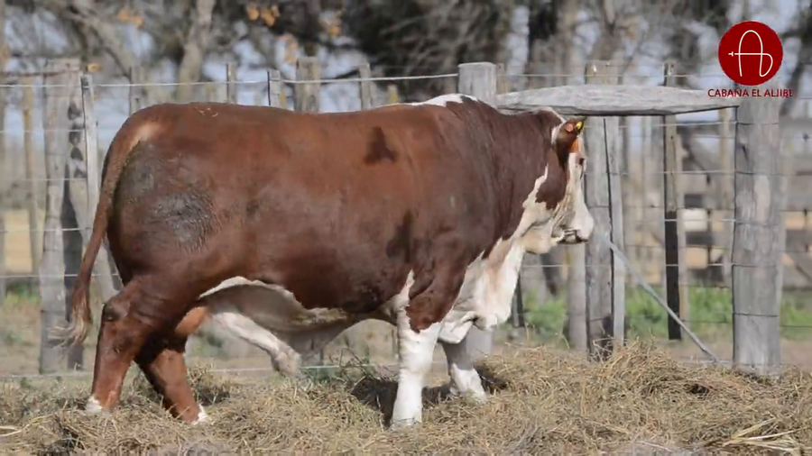 Lote BRAFORD EL ALJIBE