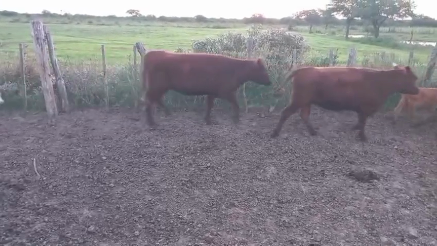 Lote 36 Vaquillonas C/ gtia de preñez