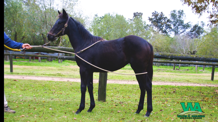 Lote BOLSONA