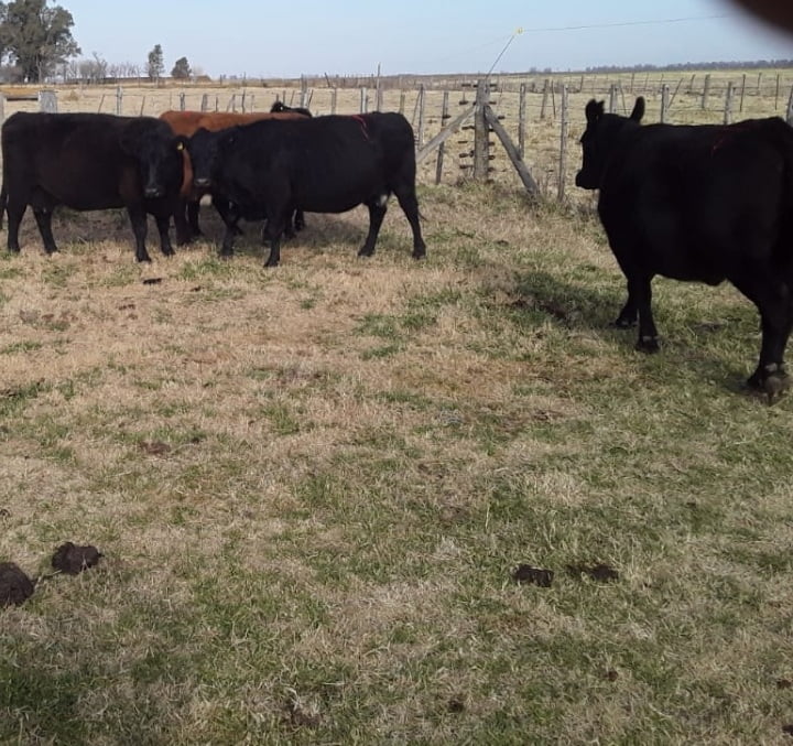 Lote 5 Vacas usadas preñadas en 9 de Julio, Buenos Aires