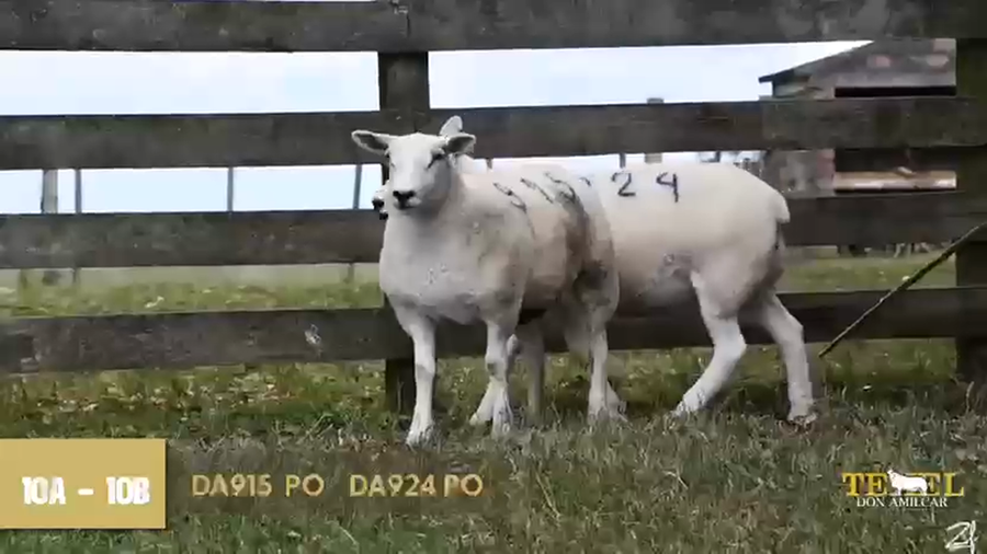 Lote 2 Borregas a remate en Texel Don Amilcar y Villa Olivar, Cerro Largo