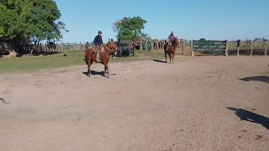 Lote 135 Vacas de invernar