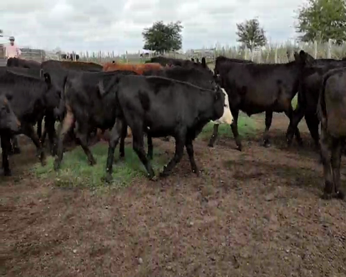 Lote 60 Terneros/as en Verónica, Buenos Aires
