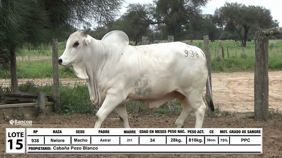Lote Lote 15