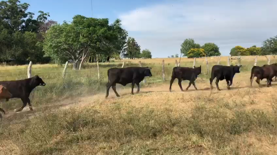 Lote 112 Terneras en Esquina, Corrientes