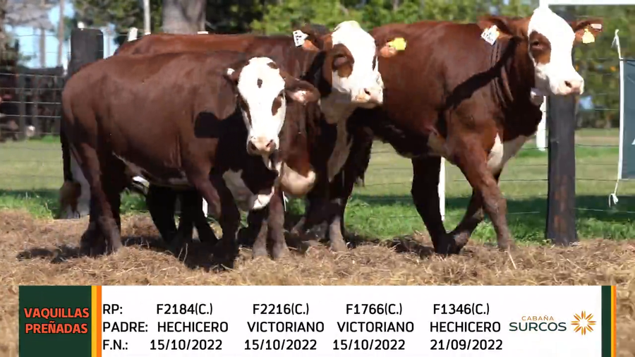 Lote VAQUILLAS PREÑADAS BRAFORD