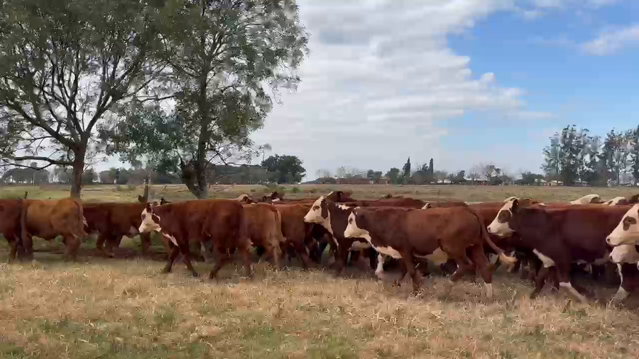 Lote 210 Terneros en Corrientes, Ituzaingó