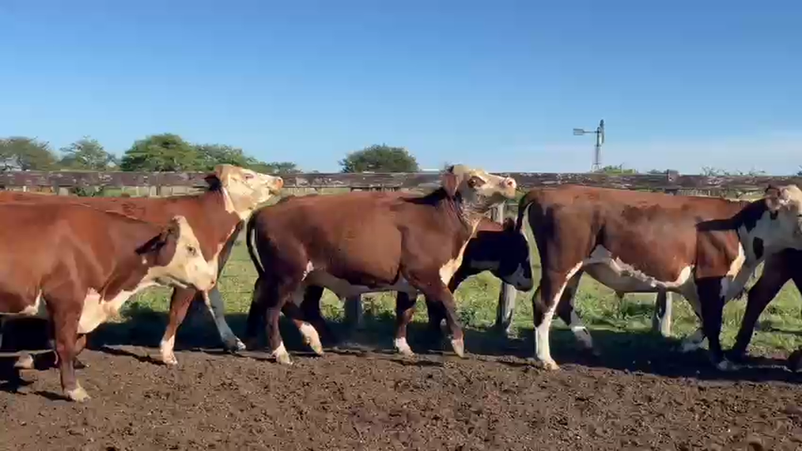 Lote 25 Novillos en Corrientes, Curuzú-Cuatiá