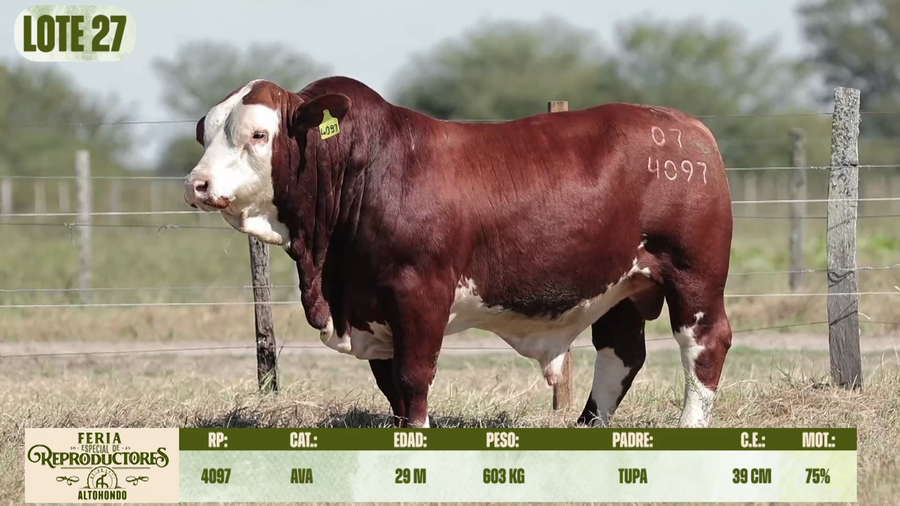 Lote LOTE 27