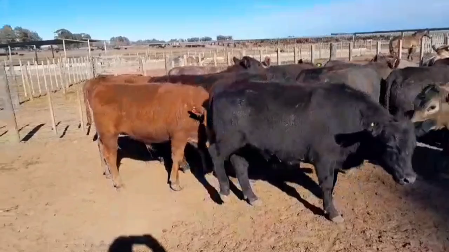 Lote 41 Novillo Consumo
