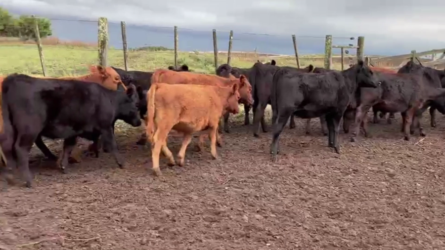 Lote 71 TERNS. MACHOS Y HEMBRAS, TANDIL, BS. AS.