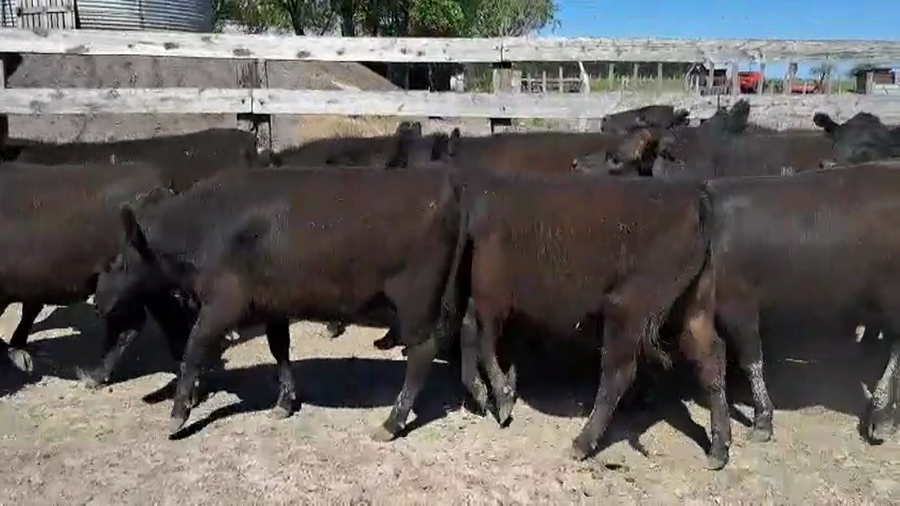 Lote 50 Vaquillonas en Entre Ríos, San Jaime