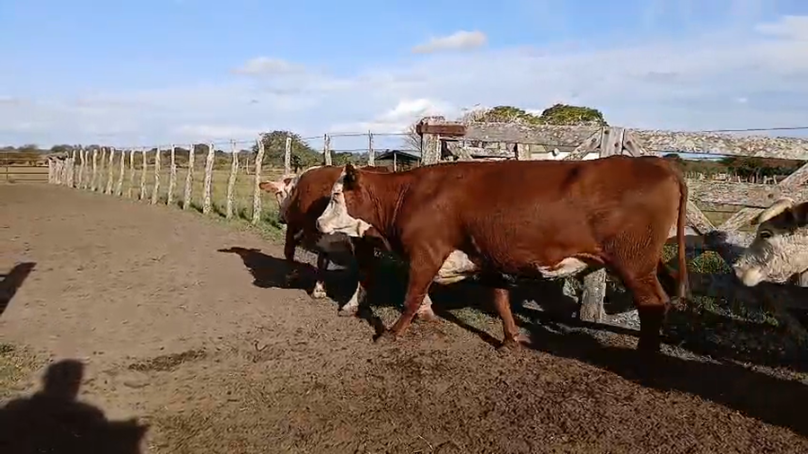 Lote 71 Vacas de invernar en Corrientes, Curuzu Cuatia
