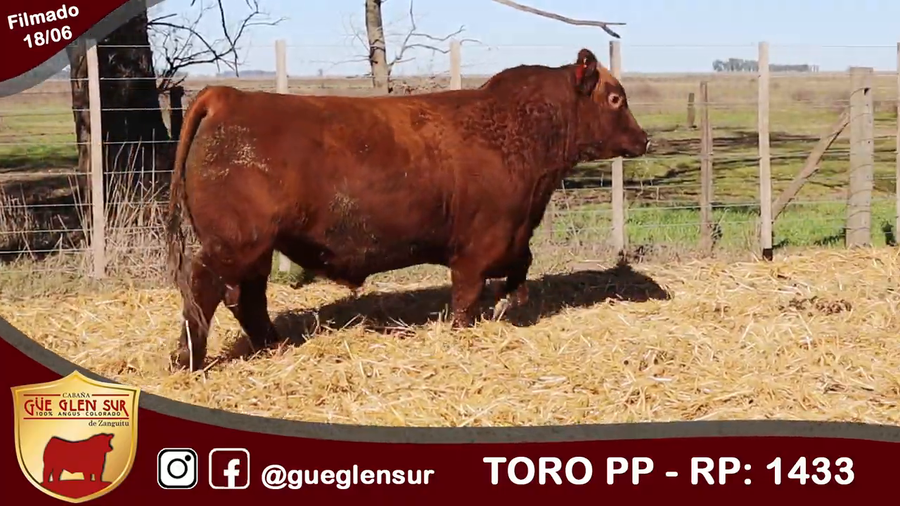 Lote Toro PP