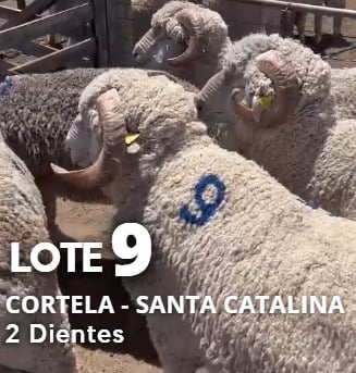 Lote Lote 9