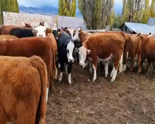 Lote 50 Novillo Engorda en Coyhaique, XI Región Aysén