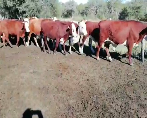 Lote 21 Novillos en Villaguay, Entre Ríos