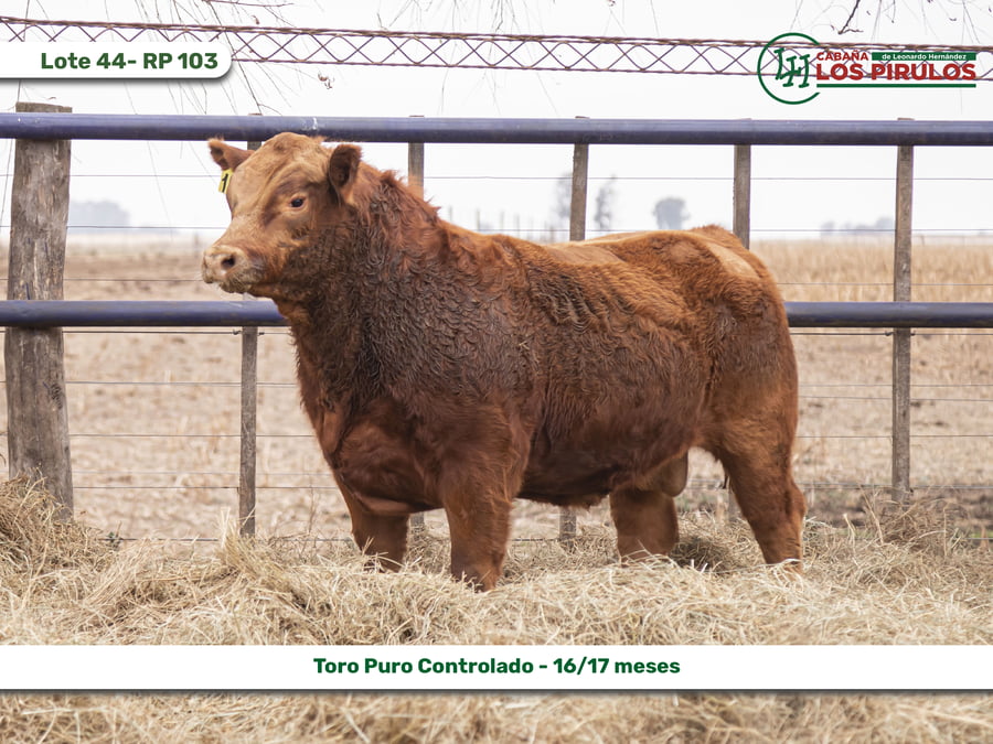 Lote TOROS PUROS CONTROLADOS - 16/17 meses