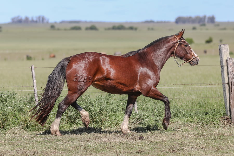 Lote DEL SILENCIO CAMPERITA