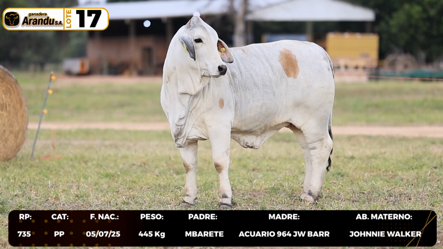 Lote LOTE 17