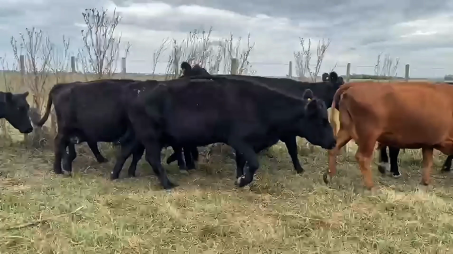 Lote 24 Vacas CUT con cría