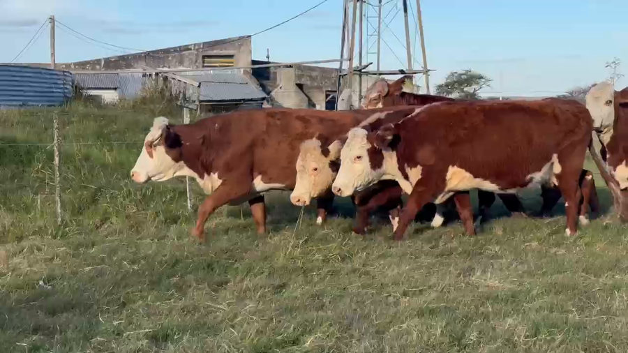 Lote 100 Vacas de invernar