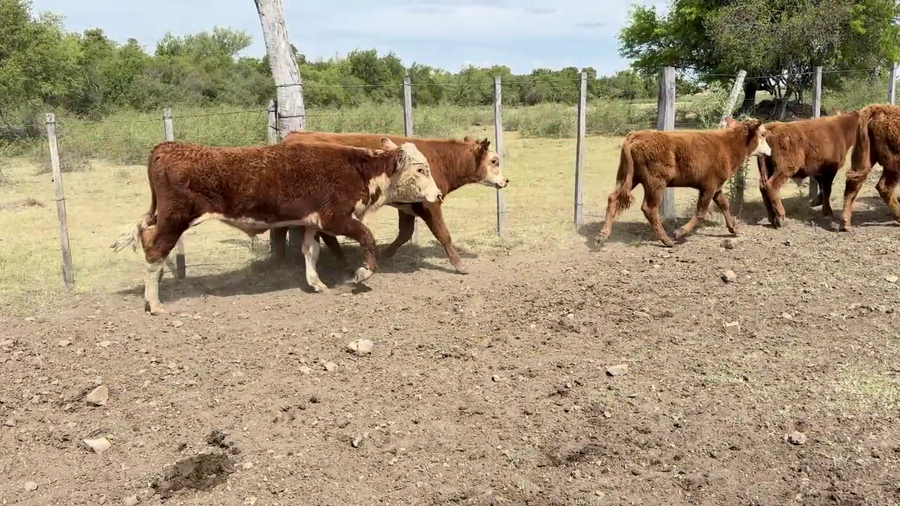 Lote TERNEROS