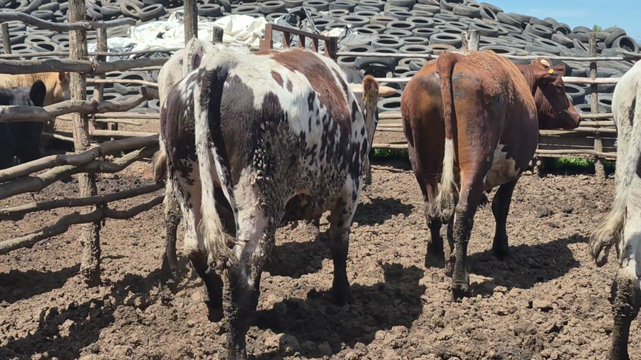 Lote 45 Novillo Gordo en San Rafael, VII  Región Maule