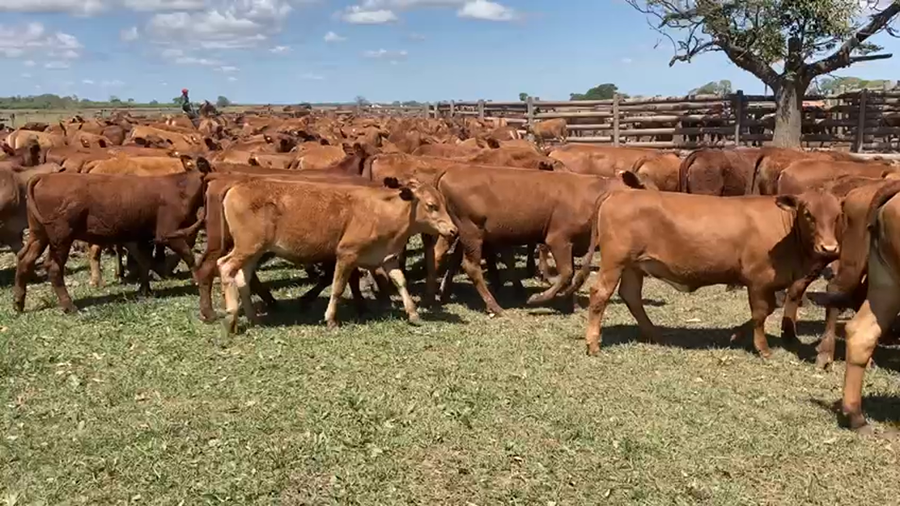 Lote 200 Terneras en Gral. San Martín, Chaco