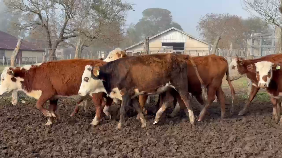 Lote 250 Terneras en Corrientes, Curuzu Cuatia