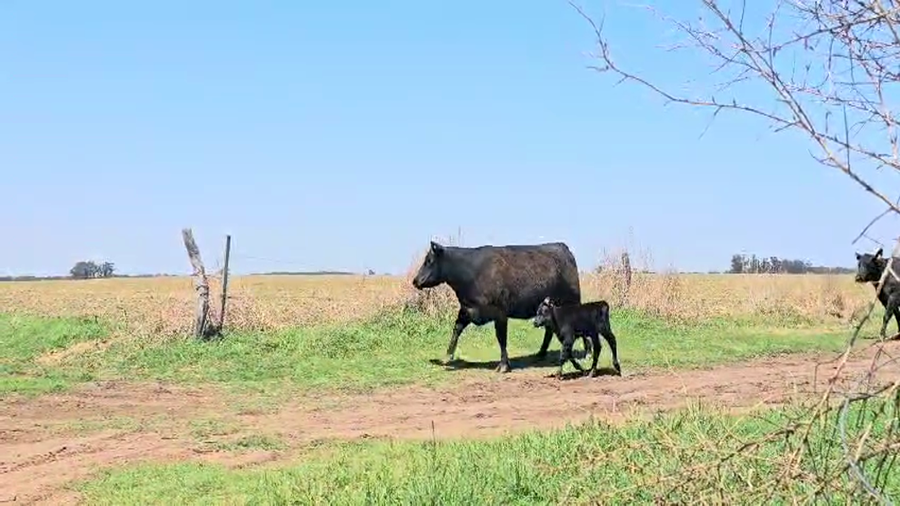 Lote 20 Vacas nuevas C/ cria