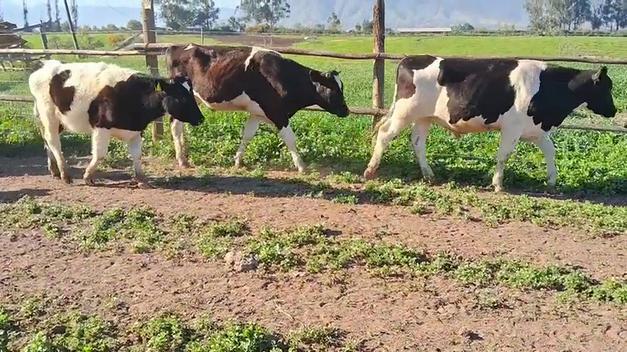 Lote 20 Novillo Engorda en Melipilla, Región Metropolitana