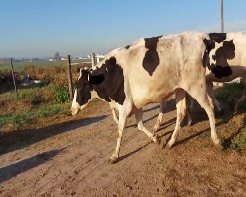 Lote VAQUILLONAS PREÑADAS 1 CORTESE AGRP