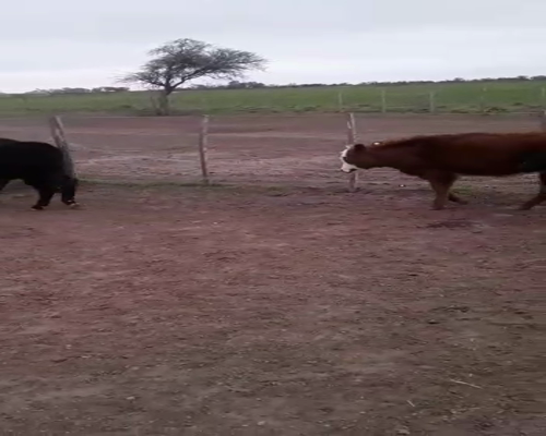 Lote 60 Terneros/as en Mayor Buratovich, Buenos Aires