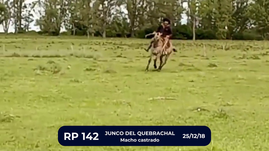 Lote JUNCO DEL QUEBRACHAL