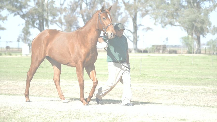 Lote COSTA SOUND (LONG ISLAND SOUND -  COSTA AFRO)