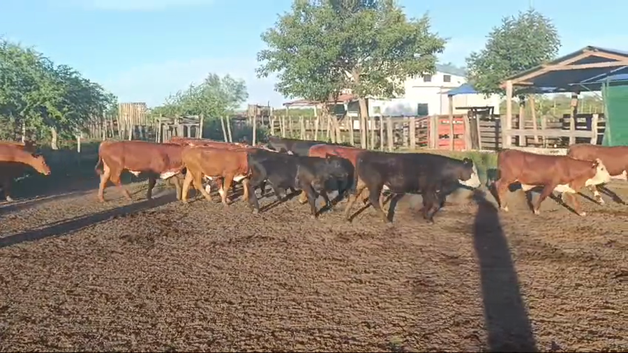 Lote 109 Terneros/as en Corrientes, Curuzú-Cuatiá