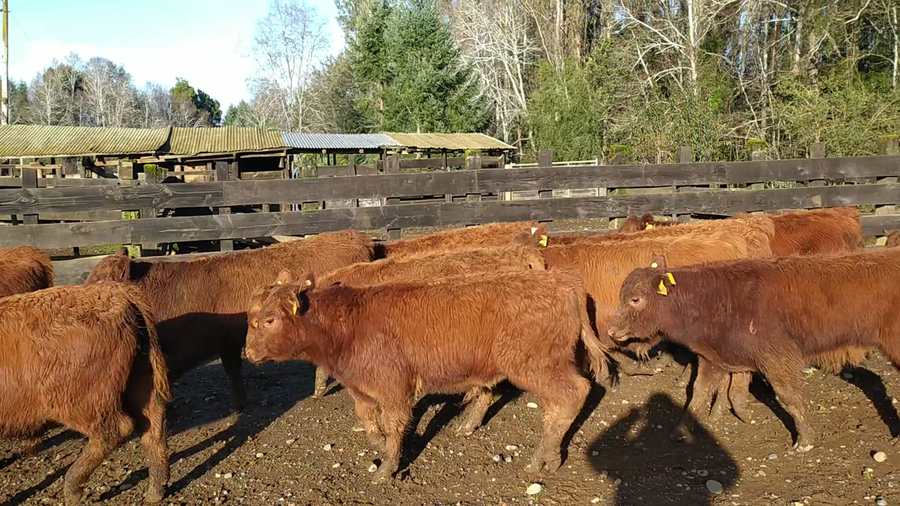 Lote 50 Ternero en Cunco, IX Región Araucanía