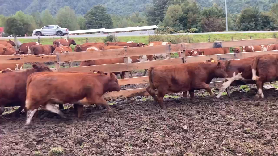 Lote 20 Ternera en Cisnes, XI Región Aysén