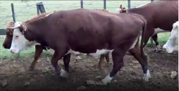 Lote 14 Vaca en San José