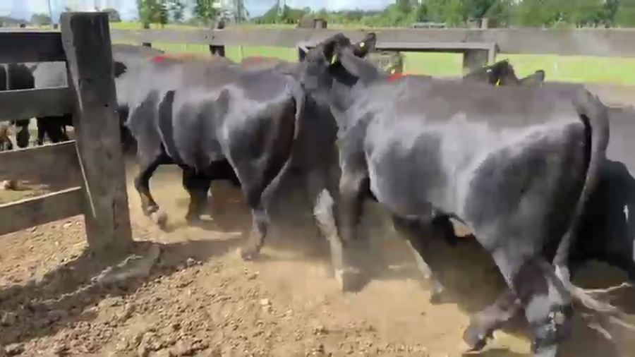 Lote 24 Novillo Gordo en Los Lagos, XIV Región Los Ríos