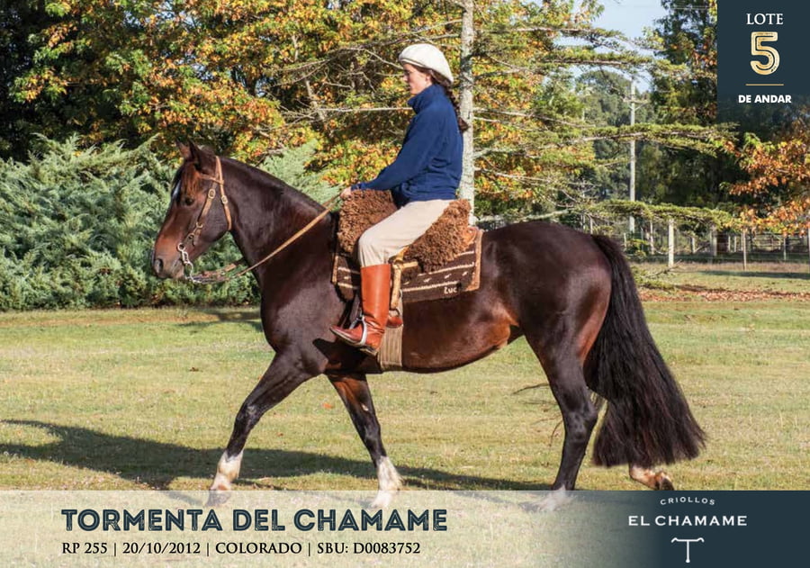 Lote TORMENTA DEL CHAMAME
