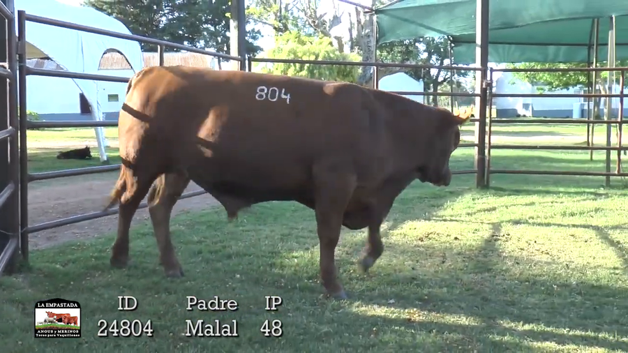 Lote 3 Toros a remate en Cabaña La Empastada, Artigas