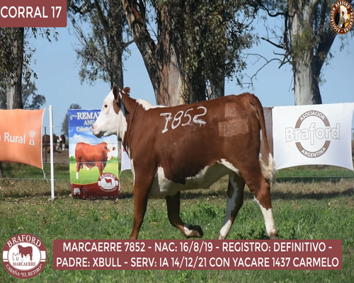 Lote Vaquillona Braford Cabaña El Retiro